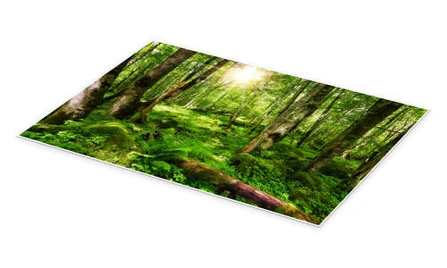 En Tur I Skoven Thomas Herzog Plakat 30 X 20 Cm Billedramme 4 En Tur I Skoven Thomas Herzog Plakat 30 X 20 Cm Billedramme - Billede 2