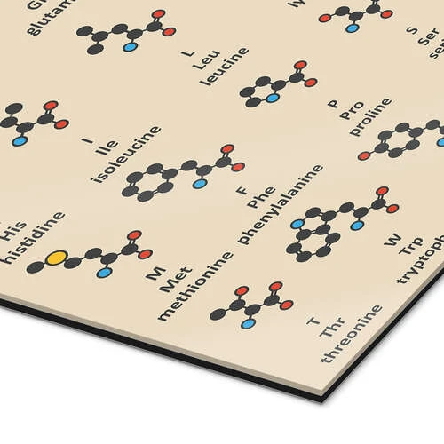 Aminosyremolekyler (engelsk) Molekuul Galleritryk 20 X 40 Cm Billedramme 5 Aminosyremolekyler (engelsk) Molekuul Galleritryk 20 X 40 Cm Billedramme - Billede 3