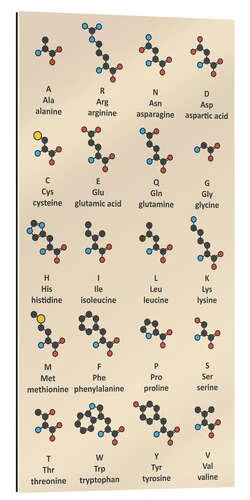 Aminosyremolekyler (engelsk) Molekuul Galleritryk 20 X 40 Cm Billedramme 8 Aminosyremolekyler (engelsk) Molekuul Galleritryk 20 X 40 Cm Billedramme -POSTERLOUNGE Salg 644208 gallery print l