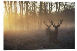 Two Deers In Richmond Park, London Alex Saberi Akrylbillede 30 X 20 Cm Billedramme