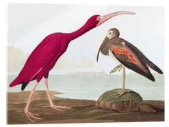 Rød Ibis John James Audubon Akrylbillede 30 X 20 Cm Billedramme