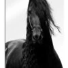 Horsing Around Finlay And Noa Galleritryk 20 X 30 Cm Billedramme -POSTERLOUNGE Salg 669461 gallery print l