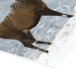 December Romance Moqui, Daniela Beyer Plakat 30 X 40 Cm Billedramme 8 December Romance Moqui, Daniela Beyer Plakat 30 X 40 Cm Billedramme -POSTERLOUNGE Salg 679684 poster empCorner l