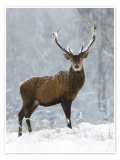 December Romance Moqui, Daniela Beyer Plakat 30 X 40 Cm Billedramme