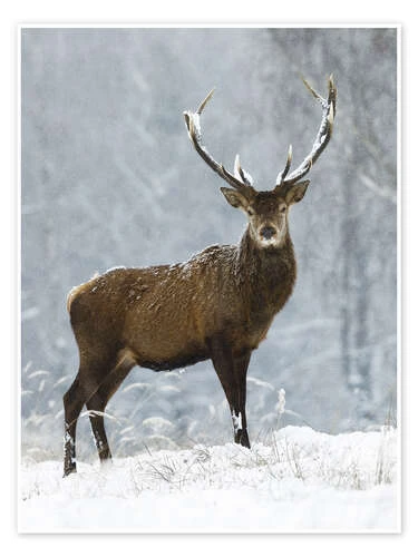 December Romance Moqui, Daniela Beyer Plakat 30 X 40 Cm Billedramme 3 December Romance Moqui, Daniela Beyer Plakat 30 X 40 Cm Billedramme