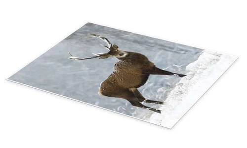 December Romance Moqui, Daniela Beyer Plakat 30 X 40 Cm Billedramme 4 December Romance Moqui, Daniela Beyer Plakat 30 X 40 Cm Billedramme - Billede 2