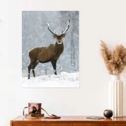 December Romance Moqui, Daniela Beyer Plakat 30 X 40 Cm Billedramme 9 December Romance Moqui, Daniela Beyer Plakat 30 X 40 Cm Billedramme -POSTERLOUNGE Salg 679684 poster room photography l