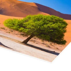 Sand Dunes And Acacia Trees At Sossusvlei, Namib Desert, Namibia Fabio Lamanna Plakat 30 X 20 Cm Billedramme -POSTERLOUNGE Salg 685020 poster empCorner l