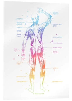 Regnbue Muskler Mod Pop Deco Akrylbillede 20 X 30 Cm Billedramme