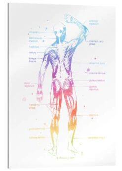 POSTERLOUNGE Salg 13 Regnbue Muskler Mod Pop Deco Galleritryk 20 X 30 Cm Billedramme