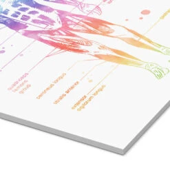 Regnbue Muskelsystem Mod Pop Deco Akrylbillede 20 X 30 Cm Billedramme -POSTERLOUNGE Salg 689144 acrylic glass empCorner l