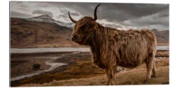 Højlandsko I Skotland Art Couture Galleritryk 40 X 20 Cm Billedramme