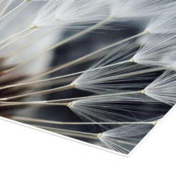 Inde I En Mælkebøtte II Plakat 30 X 40 Cm Billedramme 8 Inde I En Mælkebøtte II Plakat 30 X 40 Cm Billedramme -POSTERLOUNGE Salg 700372 poster empCorner l