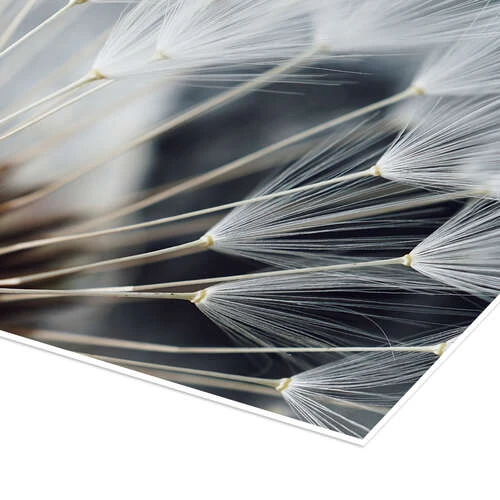 Inde I En Mælkebøtte II Plakat 30 X 40 Cm Billedramme 5 Inde I En Mælkebøtte II Plakat 30 X 40 Cm Billedramme - Billede 3