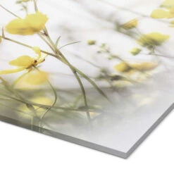 Delicate Buttercups Bob Daalder Akrylbillede 20 X 30 Cm Billedramme -POSTERLOUNGE Salg 702238 acrylic glass empCorner l