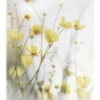 Delicate Buttercups Bob Daalder Akrylbillede 20 X 30 Cm Billedramme -POSTERLOUNGE Salg 702238 acrylic glass l