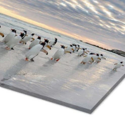 Gentoo Penguin On The Sandy Beach Martin Zwick Akrylbillede 30 X 20 Cm Billedramme -POSTERLOUNGE Salg 706208 acrylic glass empCorner l