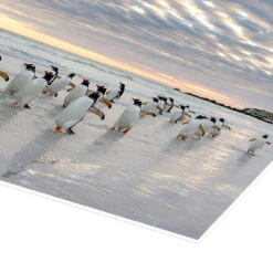 Gentoo Penguin On The Sandy Beach Martin Zwick Plakat 30 X 20 Cm Billedramme -POSTERLOUNGE Salg 706208 poster empCorner l