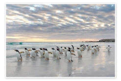 Gentoo Penguin On The Sandy Beach Martin Zwick Plakat 30 X 20 Cm Billedramme