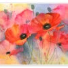 Deep Red Poppy Rachel McNaughton Plakat 30 X 20 Cm Billedramme -POSTERLOUNGE Salg 706985 poster l