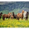 Icelandic Horses VII PHBurchett Plakat 40 X 30 Cm Billedramme -POSTERLOUNGE Salg 710296 poster l