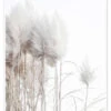 Pampas Grass II Magda Izzard Plakat 30 X 40 Cm Billedramme -POSTERLOUNGE Salg 715367 poster l