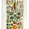 Vegetables Vintage (French) Patruschka Galleritryk 20 X 30 Cm Billedramme -POSTERLOUNGE Salg 718427 gallery print l