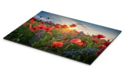 Poppy Flowers In The Evening Steffen Gierok Galleritryk 30 X 20 Cm Billedramme -POSTERLOUNGE Salg 720499 gallery print pds l