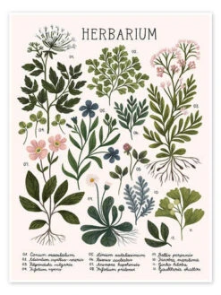 Herbarium Kaja Kajfez Plakat 30 X 40 Cm Billedramme