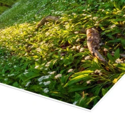 Spring Evening In The Forest Dave Derbis Plakat 20 X 30 Cm Billedramme 8 Spring Evening In The Forest Dave Derbis Plakat 20 X 30 Cm Billedramme -POSTERLOUNGE Salg 722163 poster empCorner l