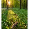 Spring Evening In The Forest Dave Derbis Plakat 20 X 30 Cm Billedramme -POSTERLOUNGE Salg 722163 poster l