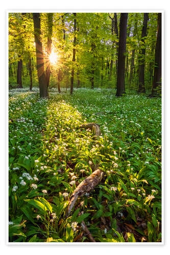 Spring Evening In The Forest Dave Derbis Plakat 20 X 30 Cm Billedramme 3 Spring Evening In The Forest Dave Derbis Plakat 20 X 30 Cm Billedramme
