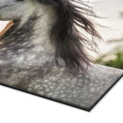 Andalusian, Gray Horse With A Fluttering Mane Stephanie Hafner Galleritryk 30 X 20 Cm Billedramme -POSTERLOUNGE Salg 724455 gallery print empCorner l