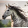 Andalusian, Gray Horse With A Fluttering Mane Stephanie Hafner Galleritryk 30 X 20 Cm Billedramme