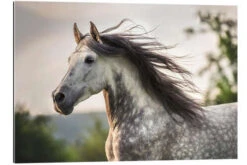 Andalusian, Gray Horse With A Fluttering Mane Stephanie Hafner Galleritryk 30 X 20 Cm Billedramme