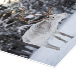 Reindeer At Sunset In The Winter Forest Matthew Williams-Ellis Plakat 20 X 30 Cm Billedramme -POSTERLOUNGE Salg 726124 poster empCorner l