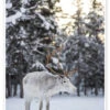 Reindeer At Sunset In The Winter Forest Matthew Williams-Ellis Plakat 20 X 30 Cm Billedramme 1 Reindeer At Sunset In The Winter Forest Matthew Williams-Ellis Plakat 20 X 30 Cm Billedramme -POSTERLOUNGE Salg 726124 poster l