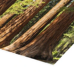 Giant Sequoia Trees In Yosemite National Park, USA Markus Lange Plakat 30 X 20 Cm Billedramme -POSTERLOUNGE Salg 731578 poster empCorner l