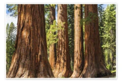 Giant Sequoia Trees In Yosemite National Park, USA Markus Lange Plakat 30 X 20 Cm Billedramme