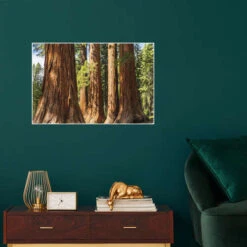 Giant Sequoia Trees In Yosemite National Park, USA Markus Lange Plakat 30 X 20 Cm Billedramme -POSTERLOUNGE Salg 731578 poster room photography l
