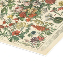 Vintage Floral Chart Wild Apple Portfolio Plakat 30 X 40 Cm Billedramme -POSTERLOUNGE Salg 732249 poster empCorner l
