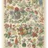 Vintage Floral Chart Wild Apple Portfolio Plakat 30 X 40 Cm Billedramme