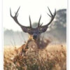 Imposing Deer In An Enchanted Landscape Max Ellis Plakat 20 X 30 Cm Billedramme -POSTERLOUNGE Salg 732669 poster l