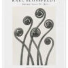 Maidenhair Fern Karl Blossfeldt Plakat 30 X 40 Cm Billedramme -POSTERLOUNGE Salg 739872 poster l