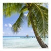 Coconut Palm On The Beach In The South Pacific Jan Christopher Becke Plakat 30 X 30 Cm Billedramme 1 Coconut Palm On The Beach In The South Pacific Jan Christopher Becke Plakat 30 X 30 Cm Billedramme -POSTERLOUNGE Salg 745327 poster l