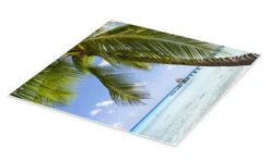 Coconut Palm On The Beach In The South Pacific Jan Christopher Becke Plakat 30 X 30 Cm Billedramme -POSTERLOUNGE Salg 745327 poster pds l