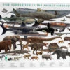 Size Comparison In The Animal Kingdom Galleritryk 30 X 20 Cm Billedramme -POSTERLOUNGE Salg 746795 gallery print l