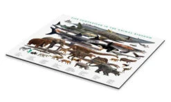 Size Comparison In The Animal Kingdom Galleritryk 30 X 20 Cm Billedramme -POSTERLOUNGE Salg 746795 gallery print pds l