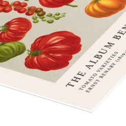 The Album Benary - Tomato Varieties Ernst Benary Plakat 30 X 40 Cm Billedramme -POSTERLOUNGE Salg 748150 poster empCorner l