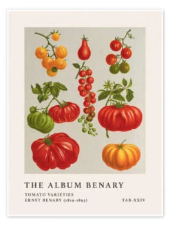 The Album Benary - Tomato Varieties Ernst Benary Plakat 30 X 40 Cm Billedramme